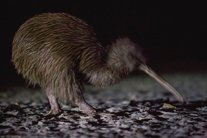 Stewart Island Wild Kiwi Experiences - An In-Depth Look at Stewart Island Wild Kiwi Experiences