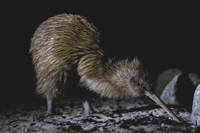 Stewart Island: Wild Kiwi Experiences - What Do the Reviews Say?