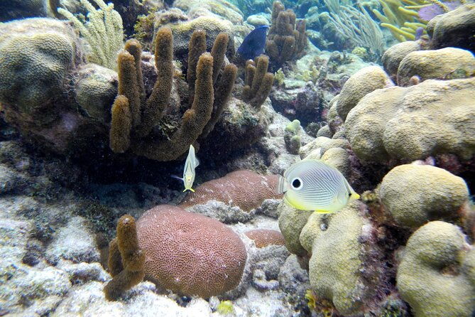 stingray-city-private-charters