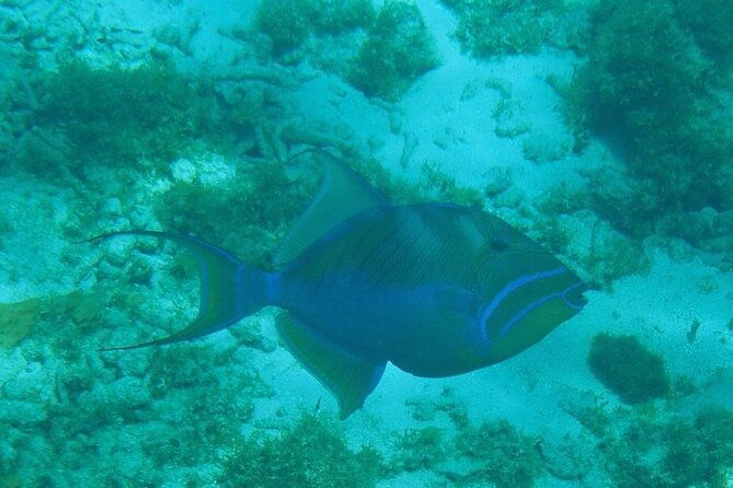 stingray-city-sandbar-coral-gardens-and-7-mile-beach-tour