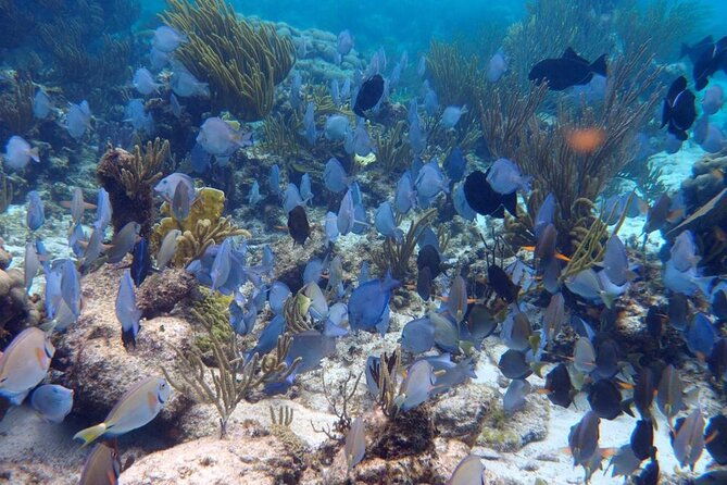 stingray-city-sandbar-coral-gardens-and-7-mile-beach-tour