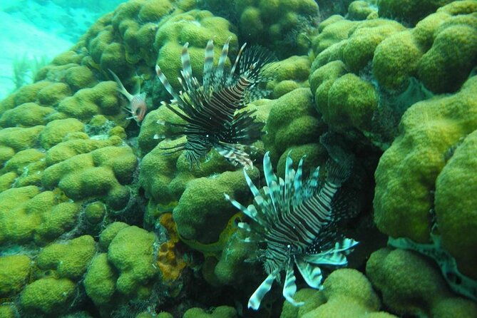 stingray-city-sandbar-coral-gardens-and-7-mile-beach-tour