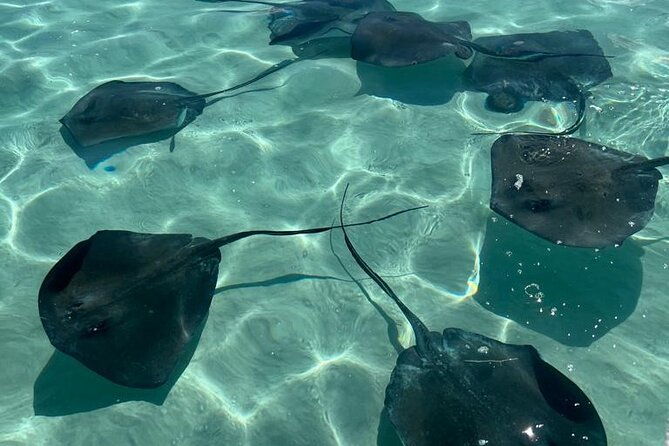 stingray-city-snorkeling-tour-for-cruise-ship-passengers