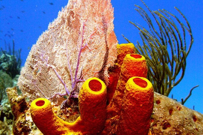 stingray-sandbar-snorkeling-and-starfish-point
