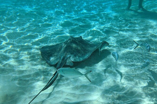 stingray-sandbar-snorkeling-and-starfish-point