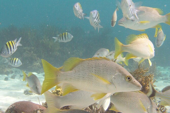 stingray-sandbar-snorkeling-and-starfish-point