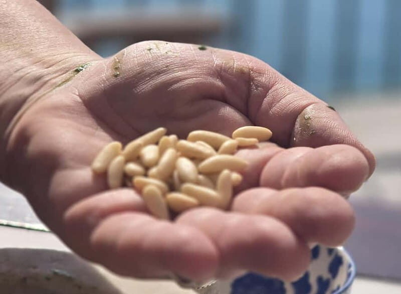 Stintino: Italian cuisine in a villa - An In-Depth Look at the Stintino Italian Cuisine Experience