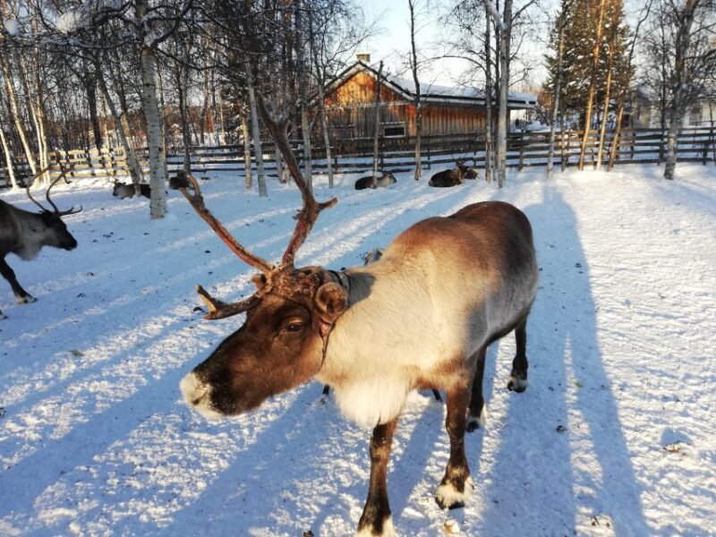 Stockholm: Christmas Traditions & Treats Small Group Tour - Key Points