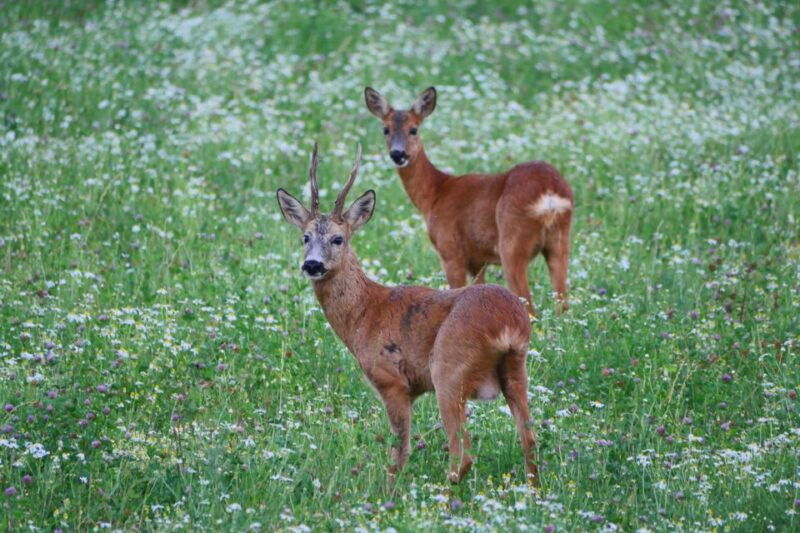 stockholm-evening-wildlife-safari-with-midsummer-meal