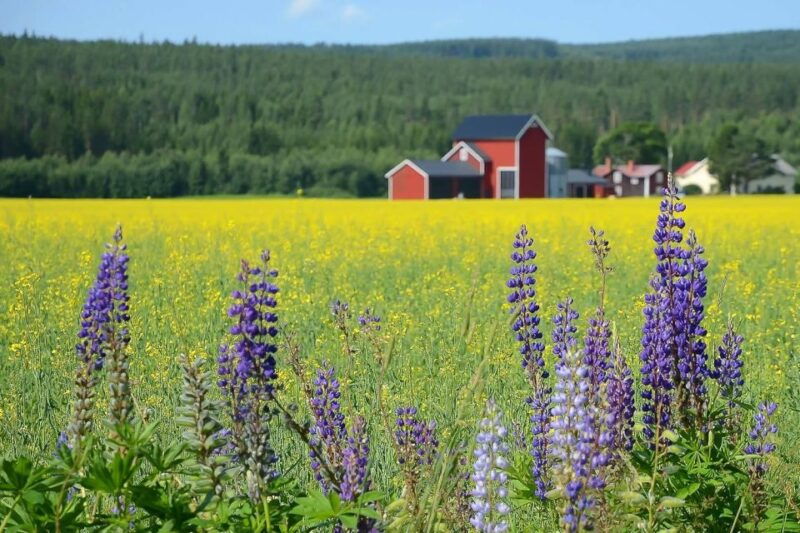 stockholm-evening-wildlife-safari-with-midsummer-meal