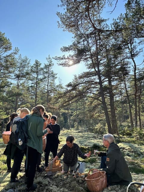 stockholm-mushroom-and-wild-plant-foraging-tour-with-expert