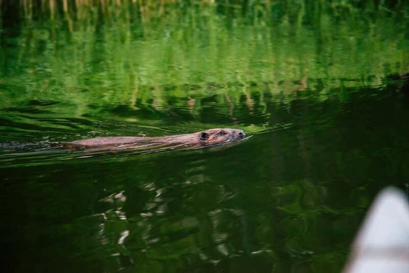 Stockholm: Sunset Canoe Beaver Safari & BBQ on Island - Final Thoughts