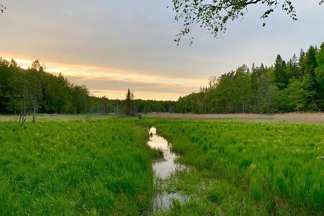 Stockholm: Sunset Hike in Tyresta National Park with Meal - Return Journey and Reflection