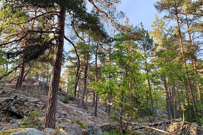 Stockholm: Sunset Hike in Tyresta National Park with Meal - Practical Tips for Future Travelers