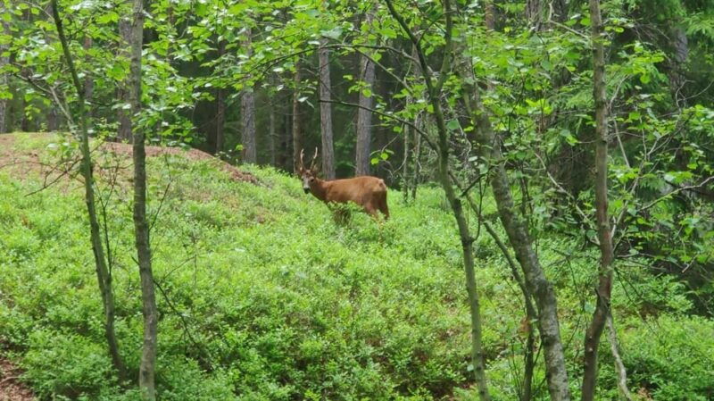 stockholm-wildlife-safari