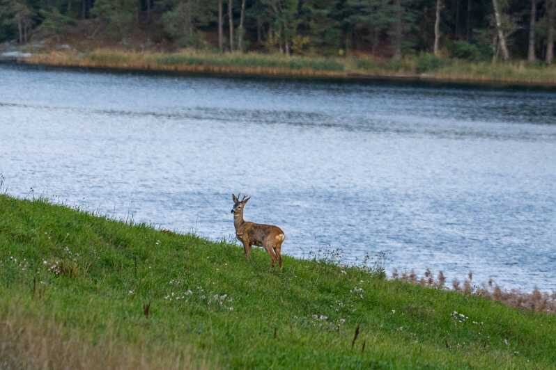 Stockholm: Wildlife Tour With Dinner and Short Hike - Who Will Love This Tour?