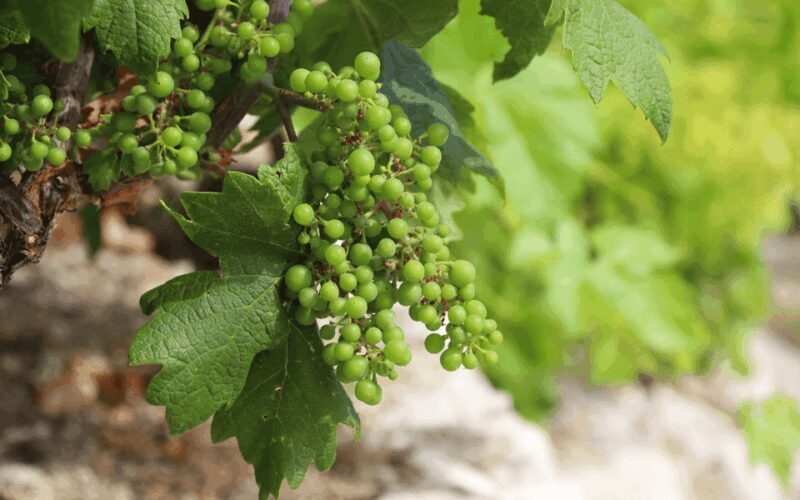 Ston, Peljesac and Korcula Winetasting Tour - The Sum Up