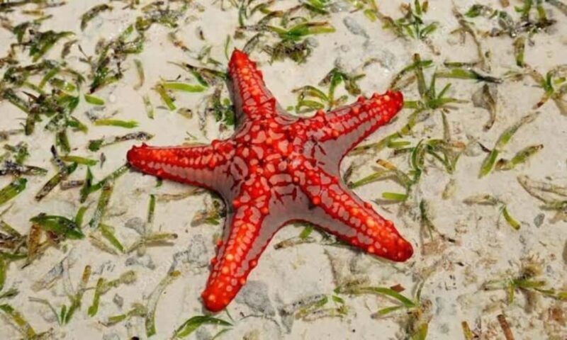 Stone Town, Blue Lagoon, Starfish & Spice Farm with Lunch - Who Should Consider This Tour?