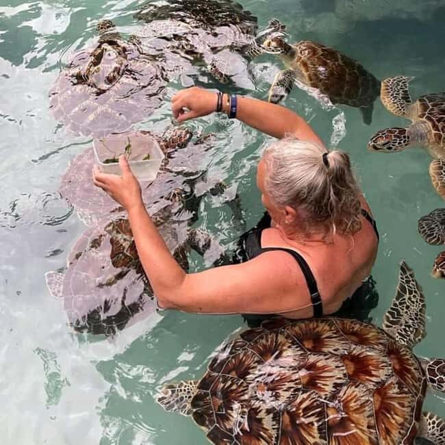 Stone Town, Jozani Forest, Sea Turtles & The Rock Restaurant - Key Points