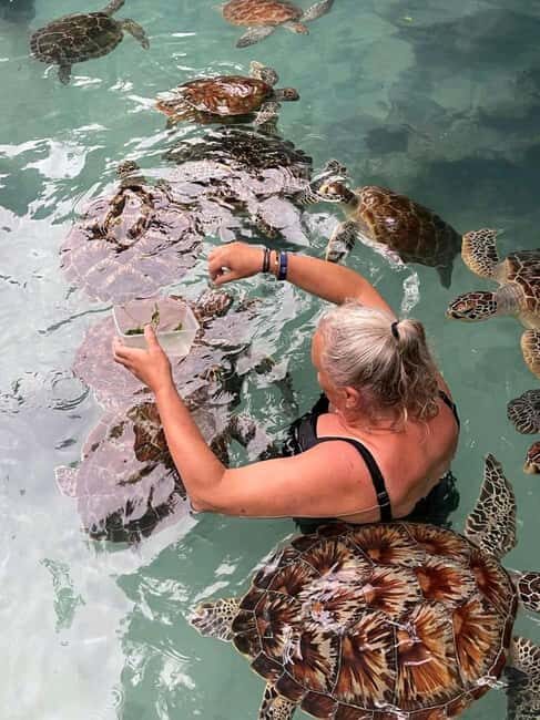 Stone Town, Jozani Forest, Sea Turtles & The Rock Restaurant - Practical Details and Tips