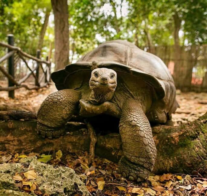 Stone Town, Prison Island Turtles & Nakupenda Sandbank - An In-Depth Look at the Tour Experience