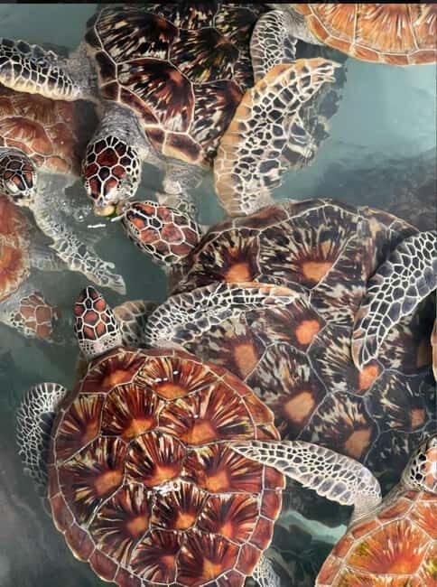 Stone town Tour, Sea Turtles, Kuza Cave & The Rock Restarant - The Sum Up