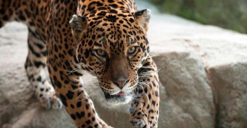 Stoneham, Massachusetts: Stone Zoo Entry Ticket - The Sum Up: Who Should Visit Stone Zoo?  