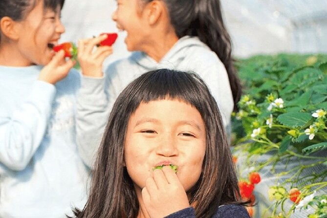 strawberry-picking-and-exploring-beautiful-city-of-tamba-sasayama