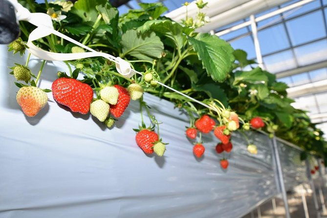 strawberry-picking-and-snow-experience-at-mt-fuji-ski-resort-for-vip