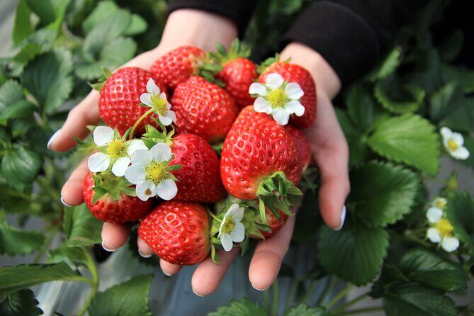 Strawberry Picking, Winter Sled with Eobi Ice Valley from Seoul - Who Would Love This Tour?