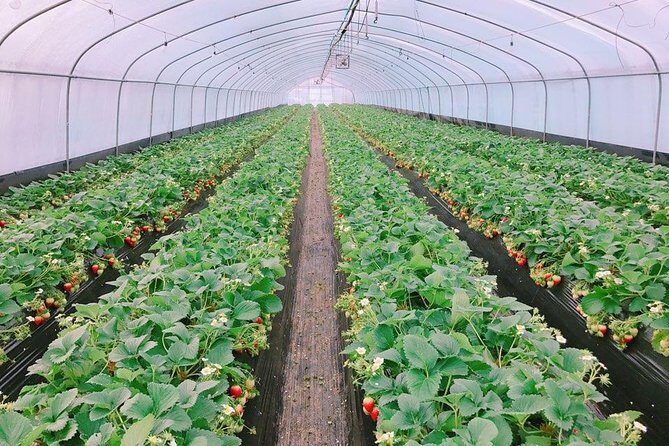 Strawberry Picking+Nami Island+Eobi Valley+Garden Lighting Fest - A Deep Dive into the Tour Itinerary