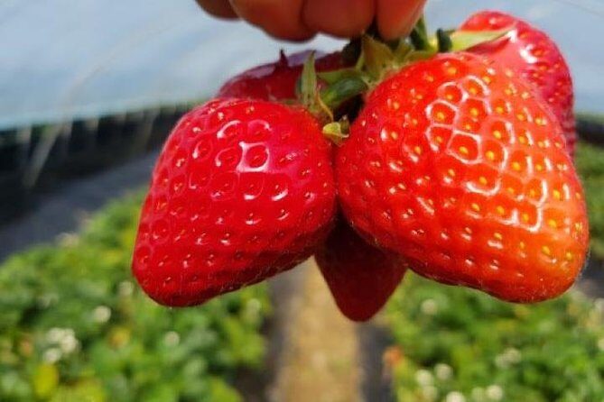 Strawberry Picking+Nami Island+Eobi Valley+Garden Lighting Fest - FAQs