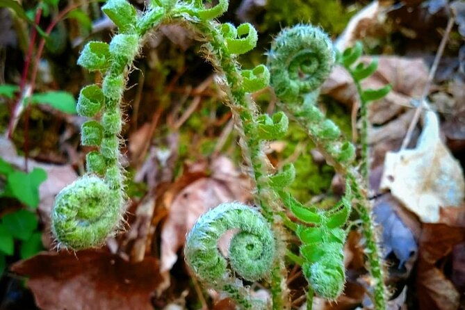 stroll-back-in-time-smokies-history-streams-and-forest-hike