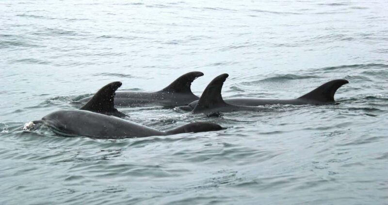 Studland Bay, Dorset: Paddleboarding Lesson - The Sum Up