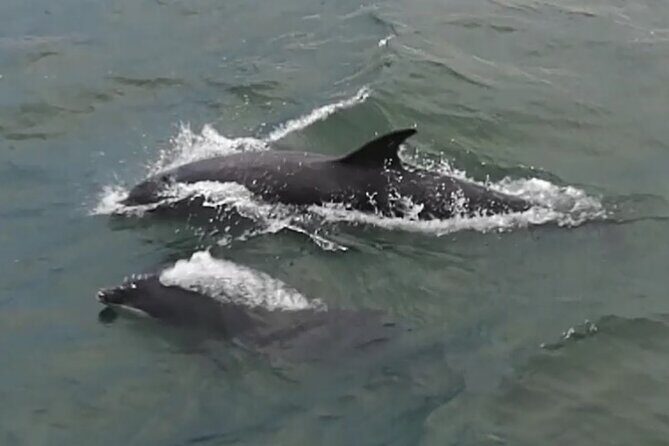 Stunning 90-Minute Firth of Forth Sightseeing Cruise Adventure - Considerations Before Booking