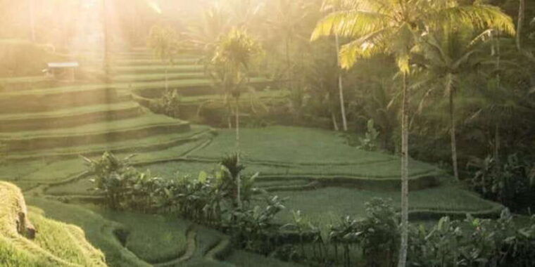 stunning-bali-waterfall-tour-and-experience-a-jungle-swing