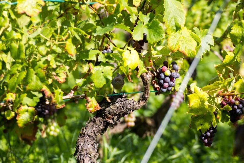 stuttgart-guided-vineyards-tour