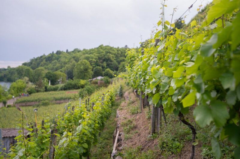 stuttgart-hiking-tour-with-craft-beer-tasting