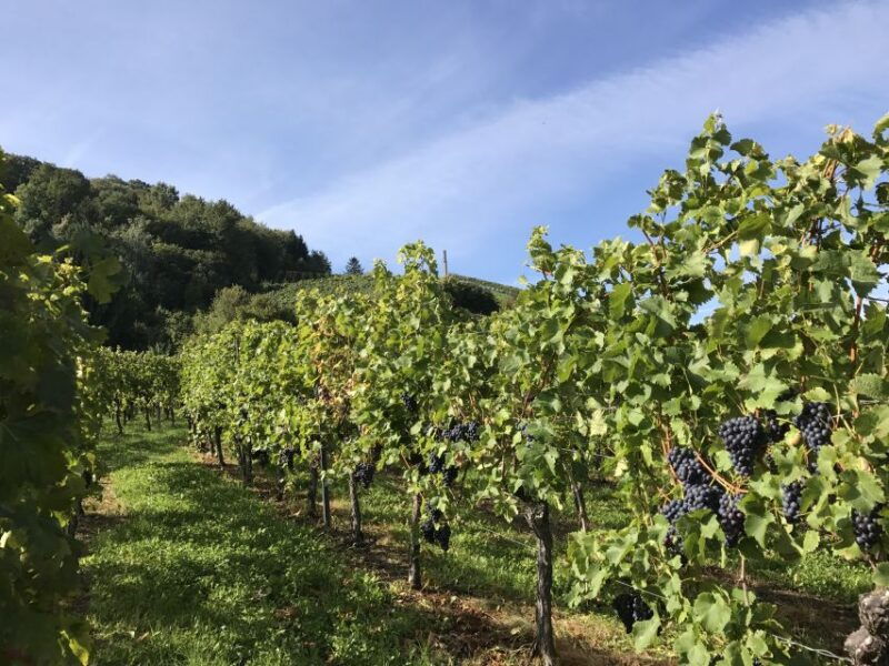 stuttgart-wine-tour-with-wines-of-the-best-winemakers