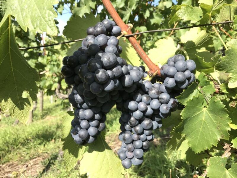 stuttgart-wine-tour-with-wines-of-the-best-winemakers