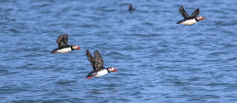 Stykkishólmur: Puffin and Wildlife Boat Tour - An honest look at the Stykkishólmur Puffin and Wildlife Boat Tour