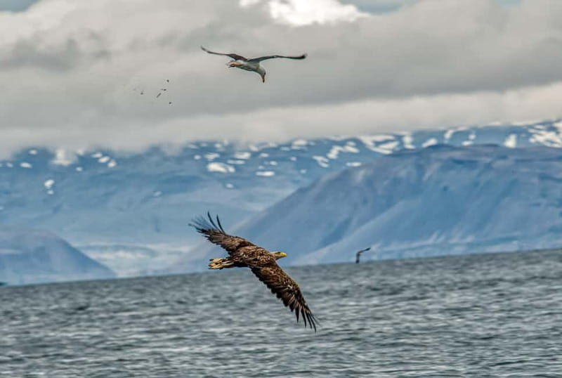 Stykkishólmur: Puffin and Wildlife Boat Tour - What to Expect from the Puffin and Wildlife Boat Tour