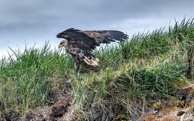 Stykkishólmur: Puffin and Wildlife Boat Tour - Is This Tour Worth It?