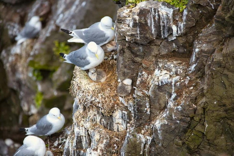 Stykkishólmur: Puffin and Wildlife Boat Tour - Final thoughts