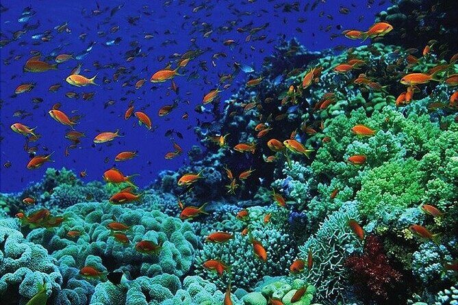 Submarine Adventure from Sharm el Sheikh - The Value and Cost of the Submarine Tour