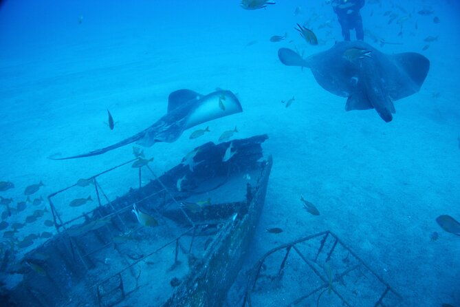 submarine-tour-tenerife-a-1-hour-underwater-experience