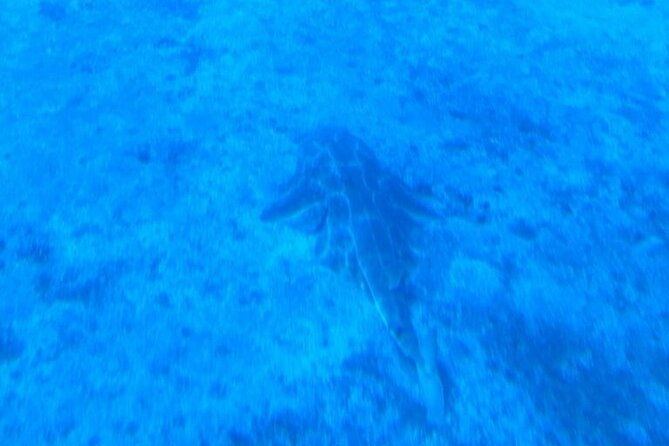 submarine-tour-tenerife-a-1-hour-underwater-experience