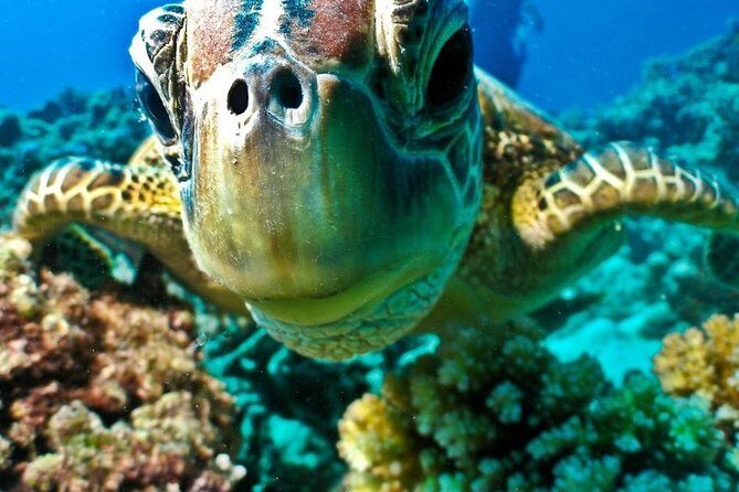 Submarine trip from hurghada sahl hashesh makadi bay soma bay el gouna - Final Thoughts