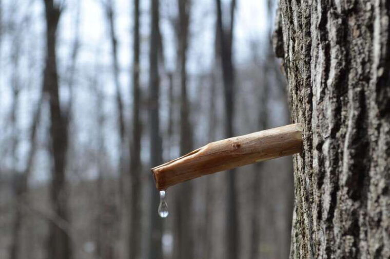 sugar-shack-full-day-tour-with-maple-taffy-from-montreal