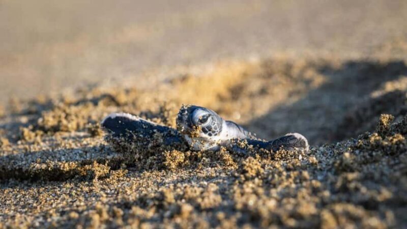 Sukamade Observation Turtle Tour - An Honest Take on the Sukamade Turtle Tour